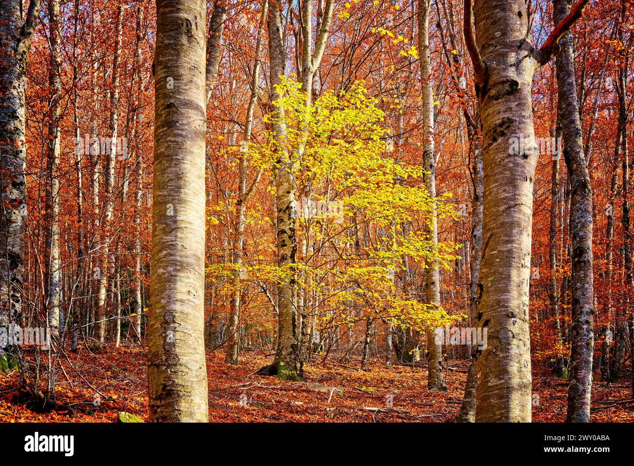 Beech Trees Fagus Sylvatica Forest Of S o Louren o In The Autumn Beech Trees Fagus Sylvatica Forest Of S o Louren o In The Autumn