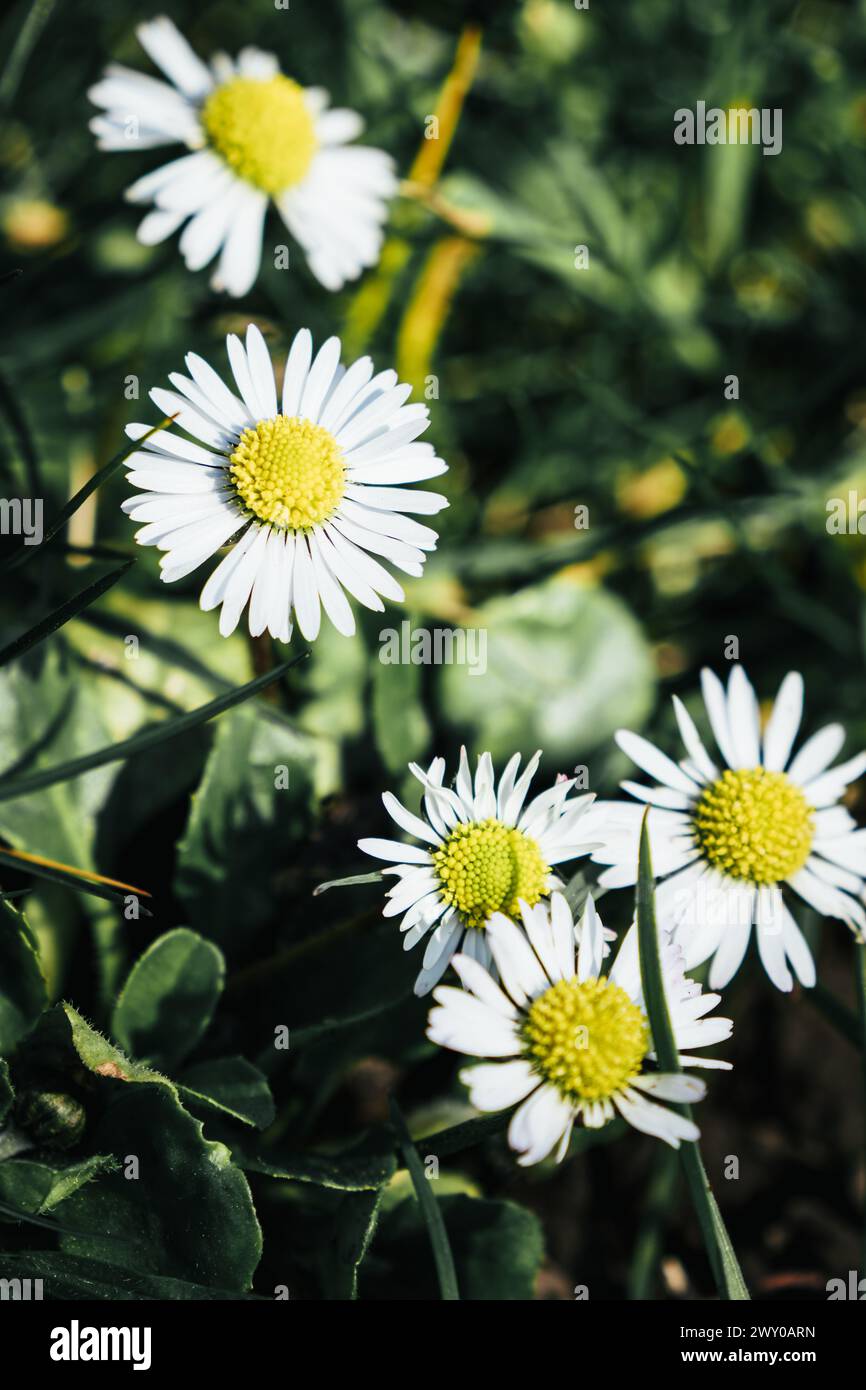 White flowers with yellow centers hi-res stock photography and images ...
