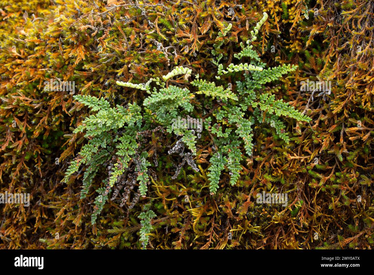 Lace lip fern (Myriopteris gracillima), Rogue Wild and Scenic River, Grave Creek to Marial National Back Country Byway, Oregon Stock Photo