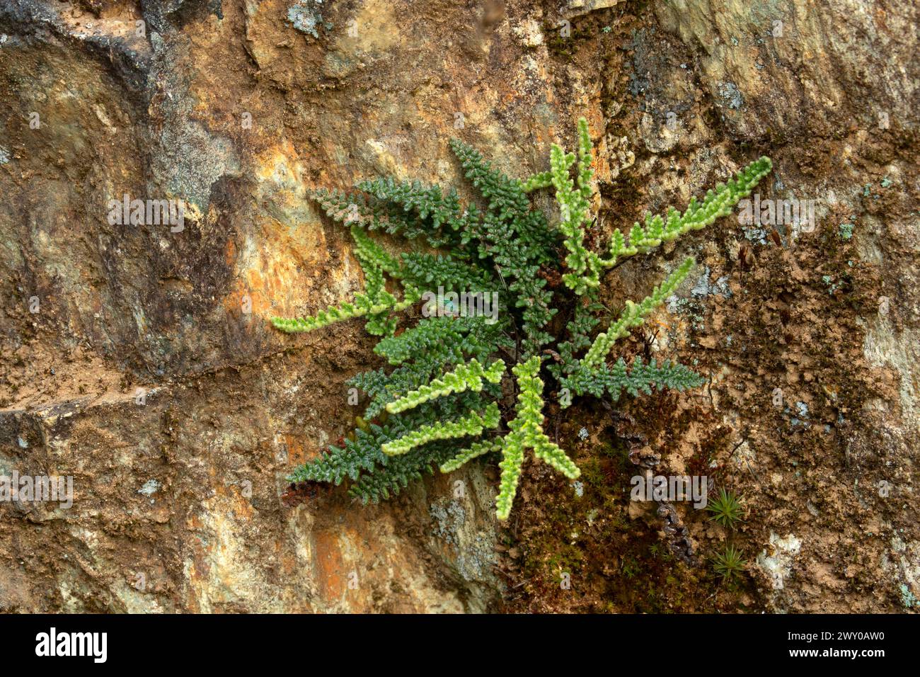 Lace lip fern (Myriopteris gracillima), Rogue Wild and Scenic River, Grave Creek to Marial National Back Country Byway, Oregon Stock Photo