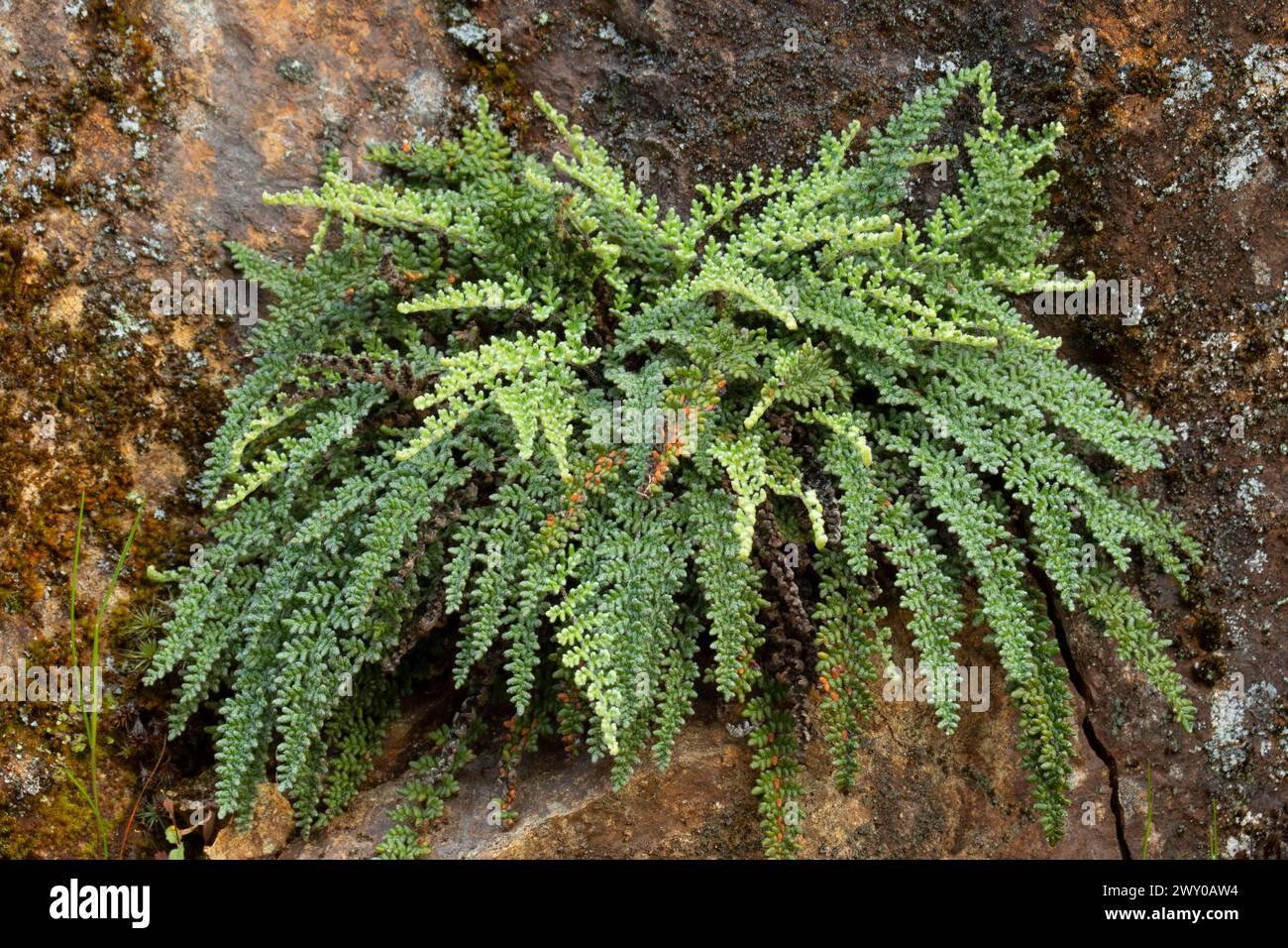 Lace lip fern (Myriopteris gracillima), Rogue Wild and Scenic River, Grave Creek to Marial National Back Country Byway, Oregon Stock Photo