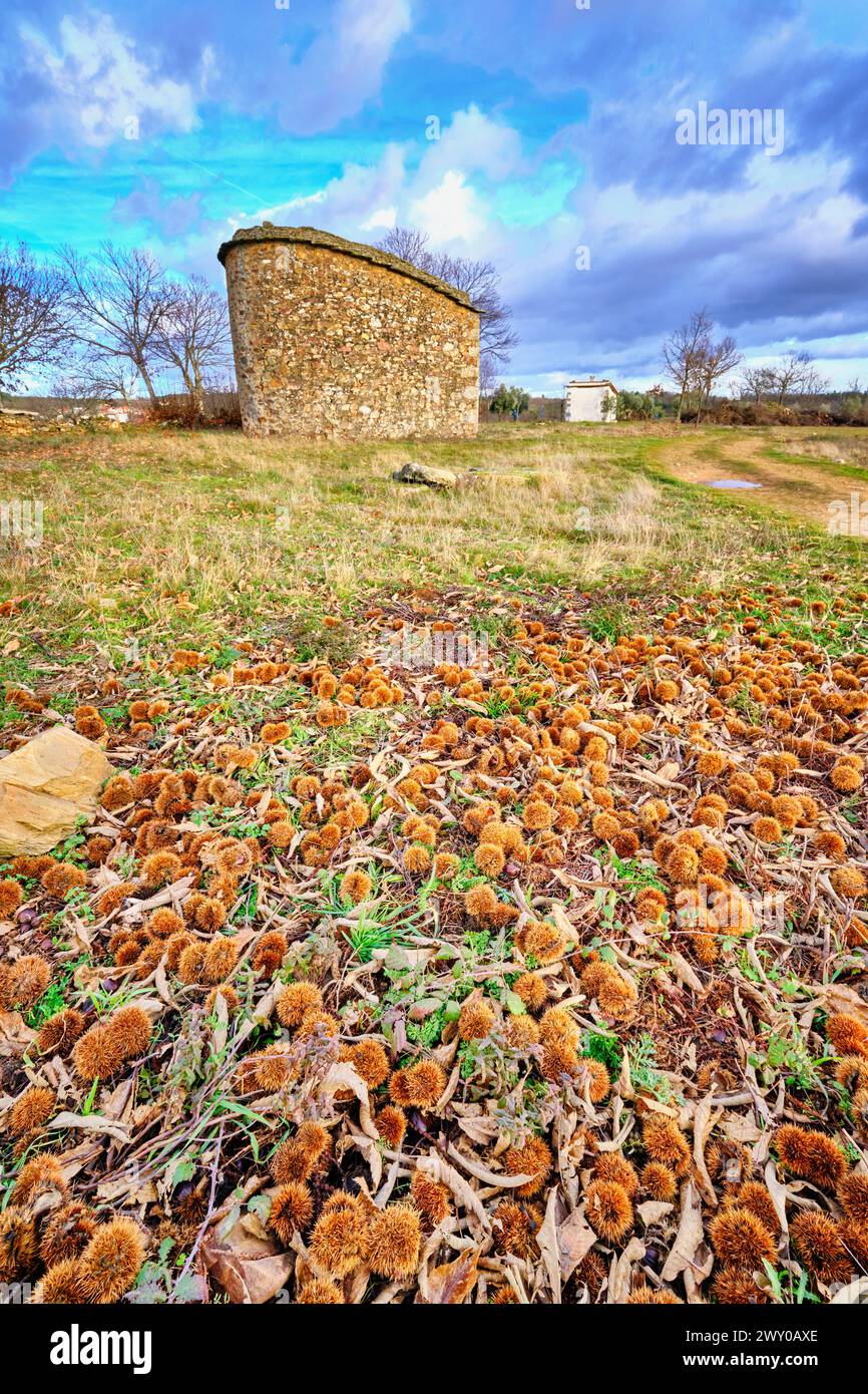 Chestnuts and a traditional dovecote. Vila Chã da Braciosa, Trás os Montes. Portugal Stock Photo