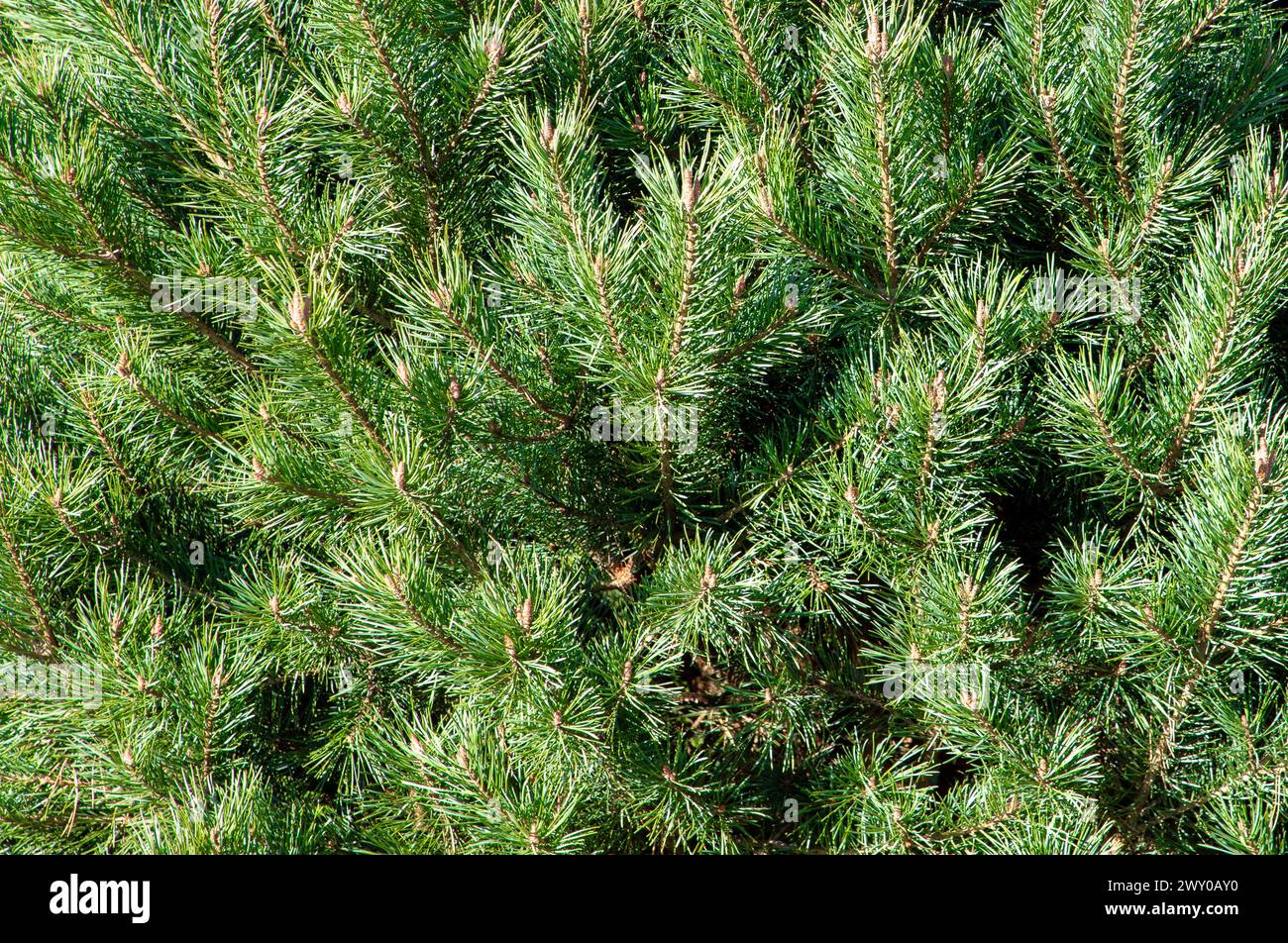 A close-up with many branches of Pinus pumila tree Stock Photo