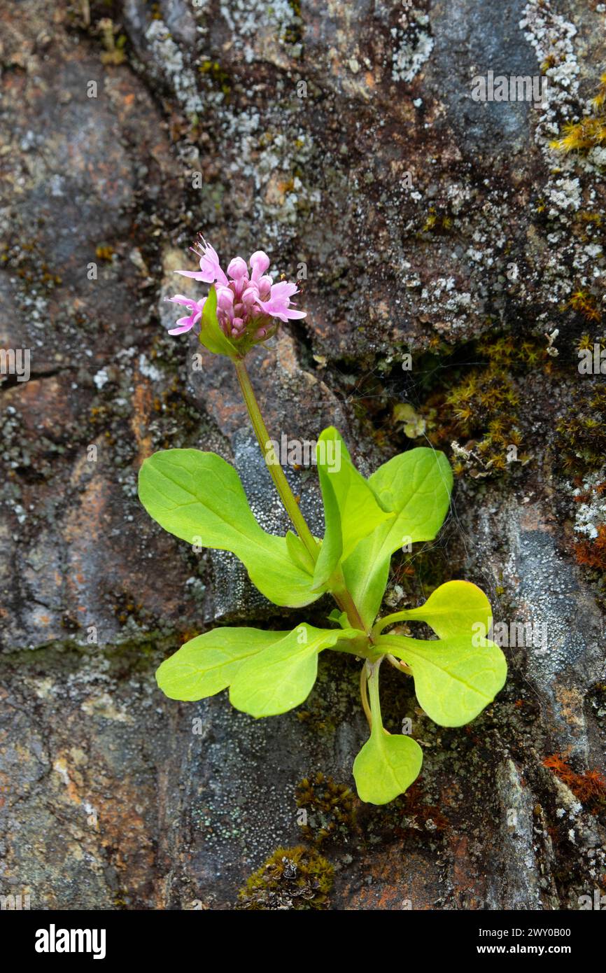 Shortspur seablush (Plectritis congesta), Rogue Wild and Scenic River, Grave Creek to Marial National Back Country Byway, Oregon Stock Photo