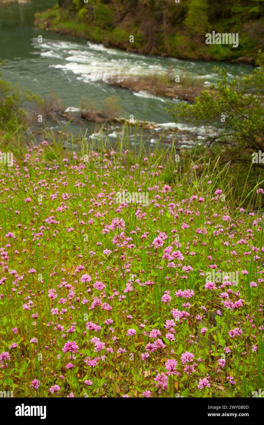 Shortspur seablush (Plectritis congesta), Rogue Wild and Scenic River, Grave Creek to Marial National Back Country Byway, Oregon Stock Photo