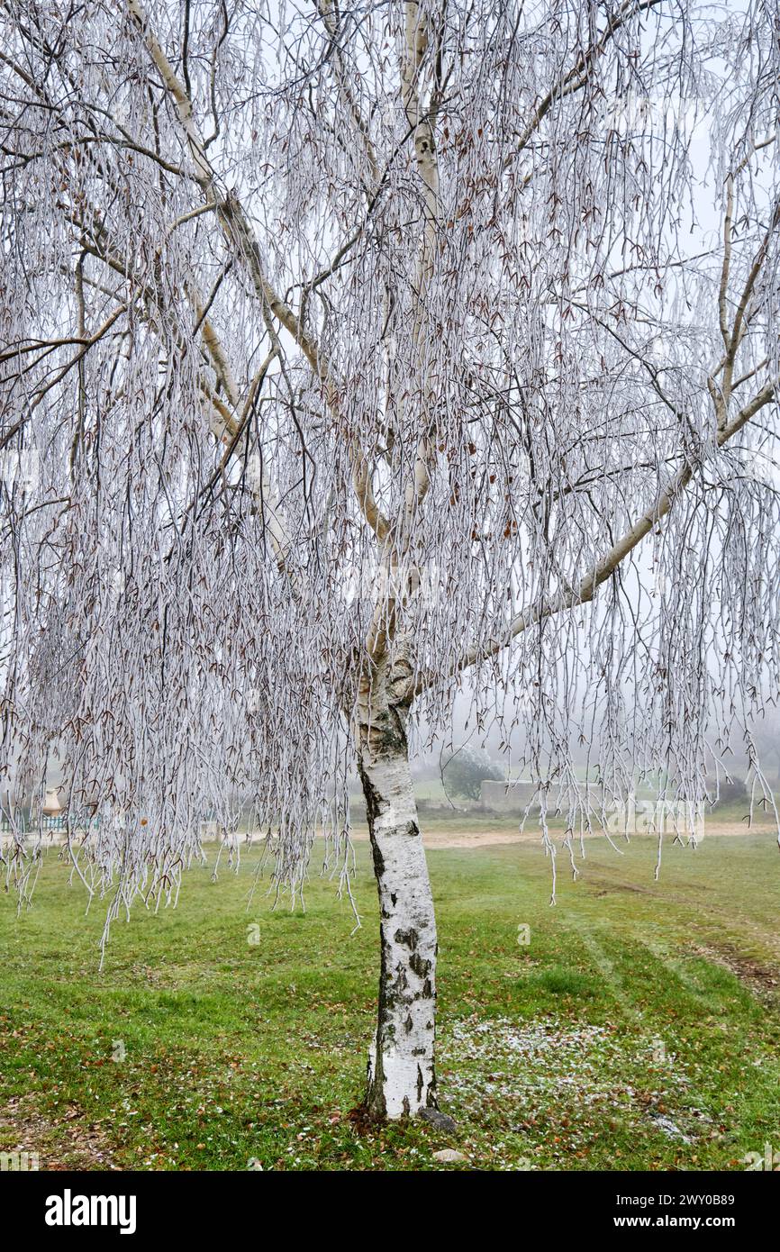 Frosted Birch tree in Winter. Constantim, Miranda do Douro. Trás-os-Montes, Portugal Stock Photo
