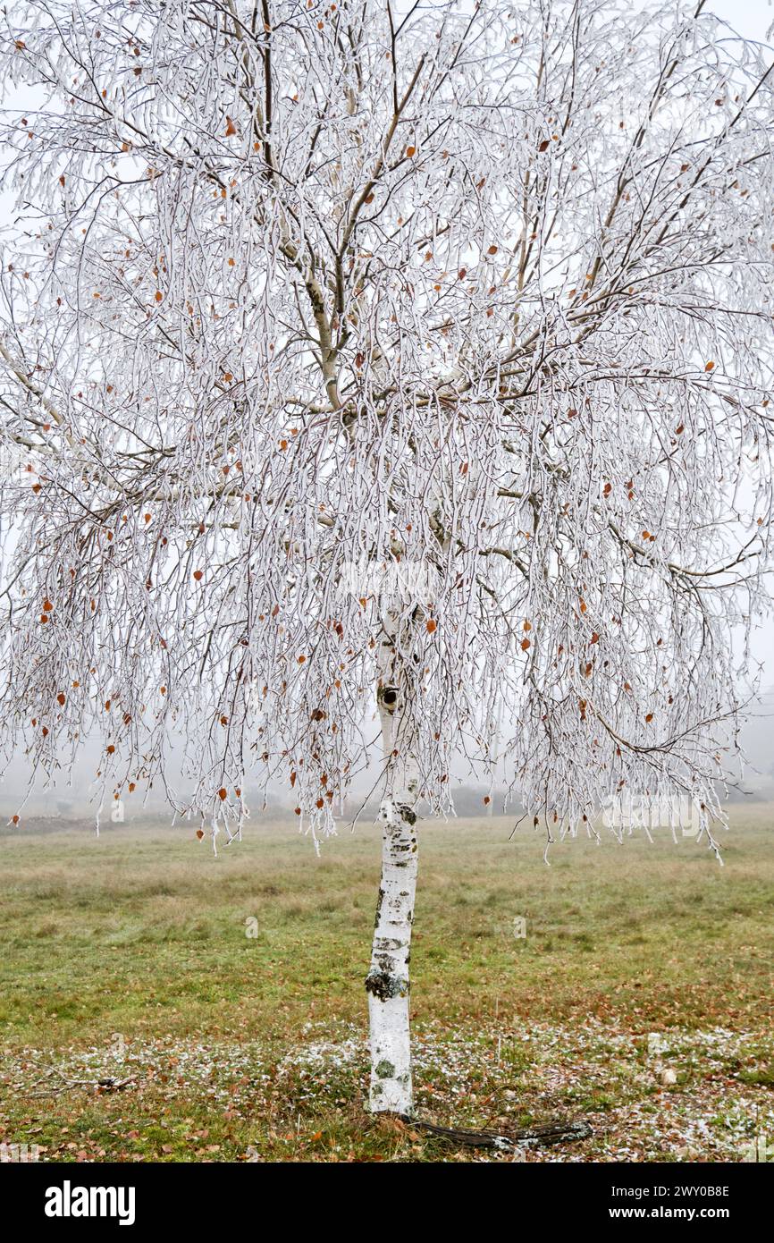 Frosted Birch tree in Winter. Constantim, Miranda do Douro. Trás-os-Montes, Portugal Stock Photo