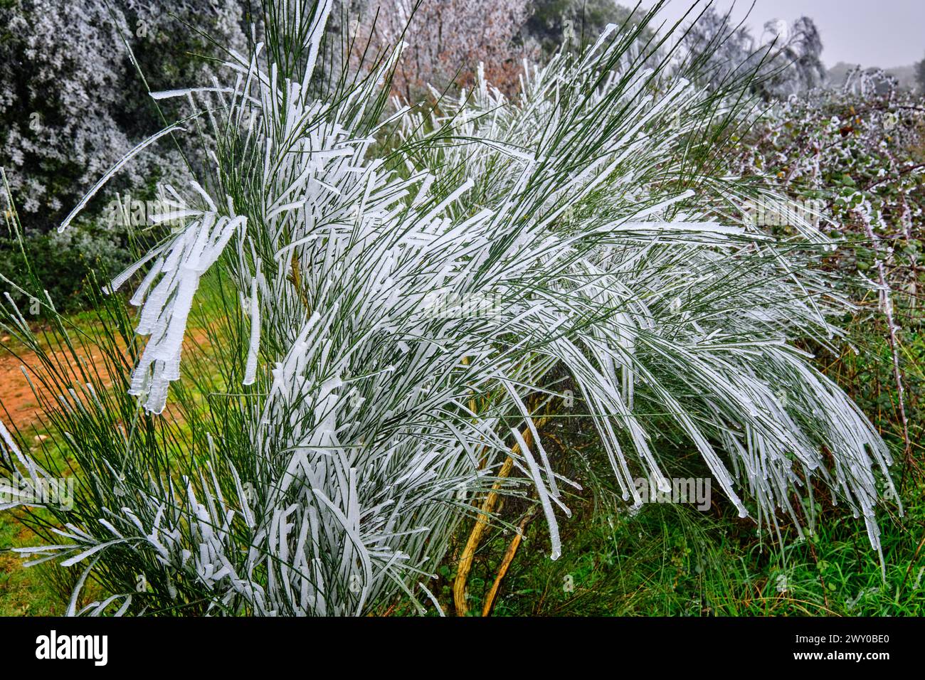 Ice and frost covers a shrub. Ifanes, Miranda do Douro. Trás-os-Montes, Portugal Stock Photo