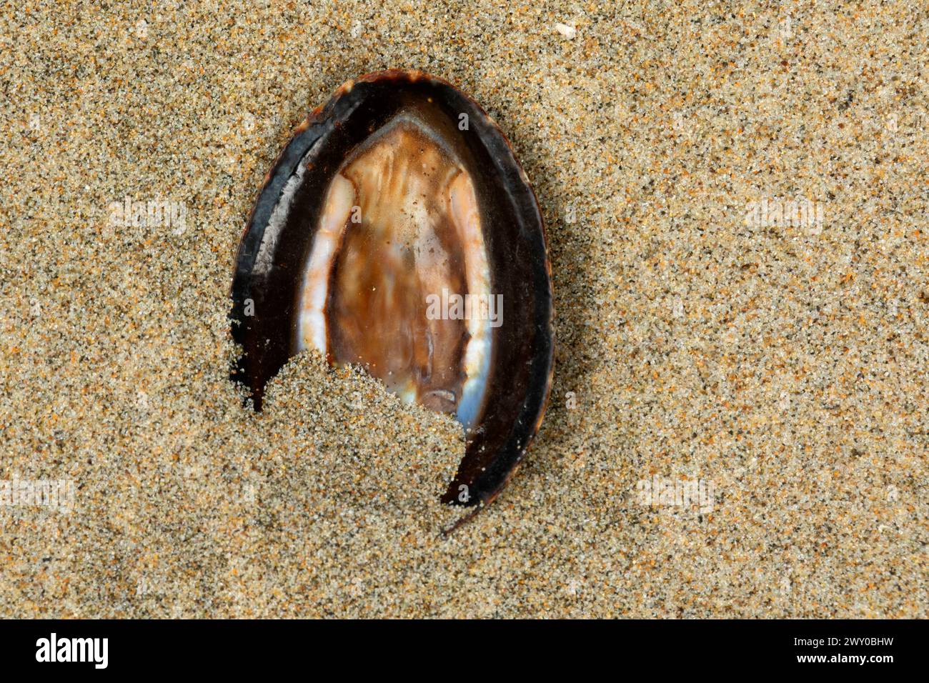 Limpet shell beach hi-res stock photography and images - Alamy
