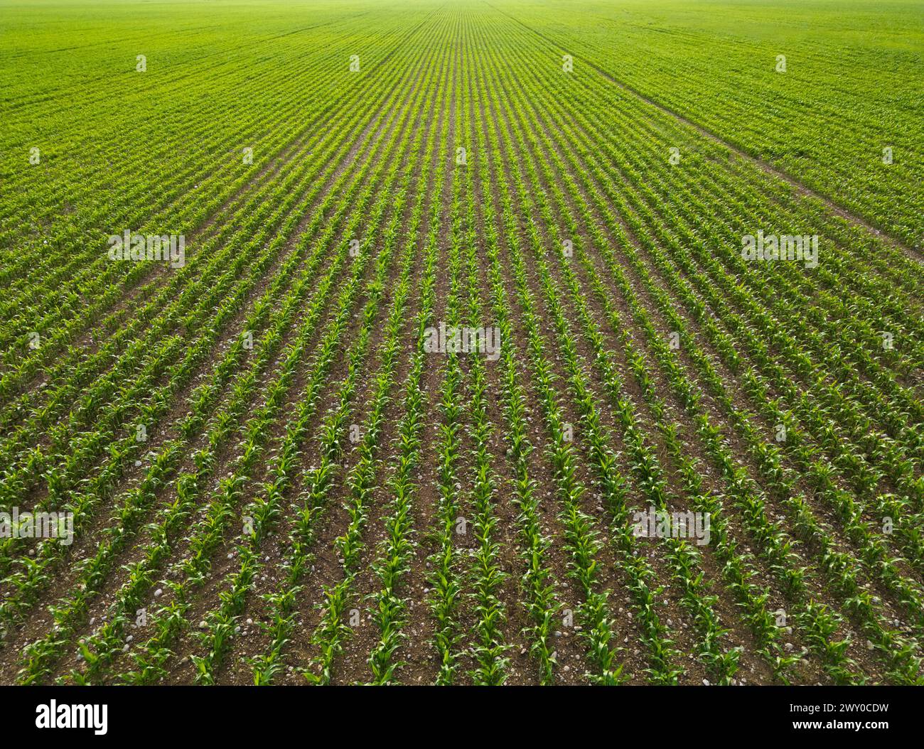 Corn field young plants hi-res stock photography and images - Alamy