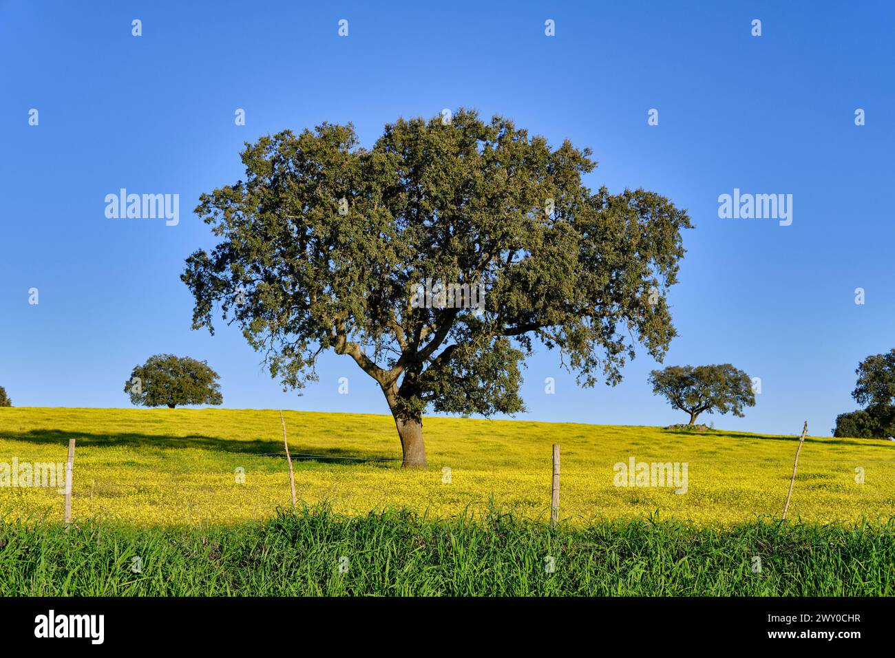 Holm oak in Autumn. Monforte, Alentejo. Portugal Stock Photo