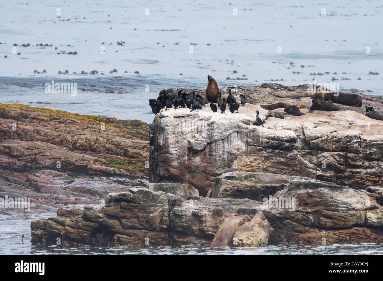 seascape of rocks surrounded by sea or ocean water with seals and cormorants on top close up at Cape Point, Cape of Good Hope nature reserve Stock Photo