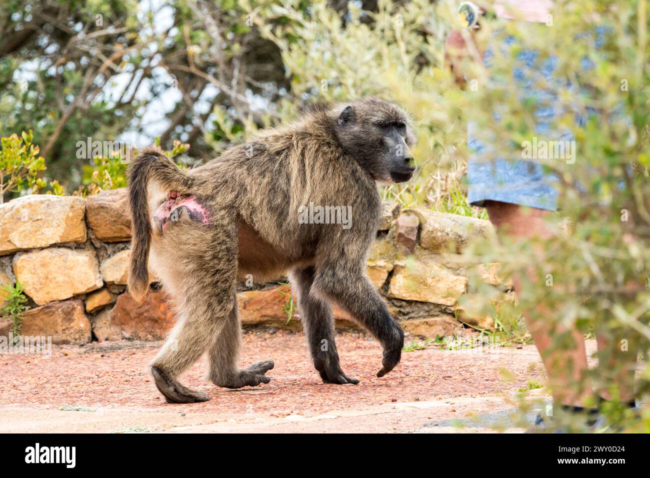 Chacma baboon (Papio ursinus)  close up cheekily walks past a persons leg showing no fear of humans at Cape Point or Cape of Good Hope nature reserve Stock Photo