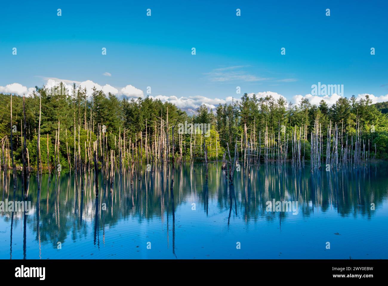 Aerial view of beautiful of Shirogane blue pond or Aoike in Biei town ...