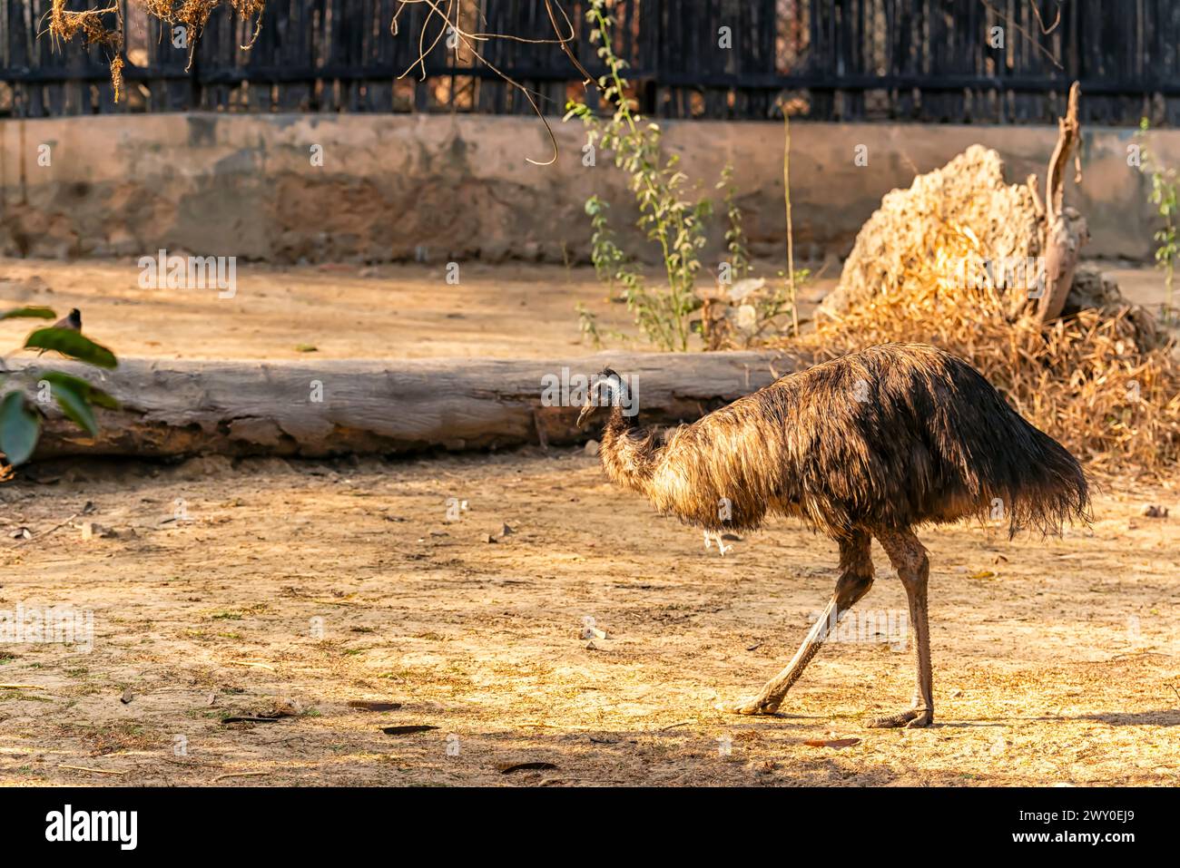 An Emu, a flightless bird from Australia, walking inside a enclosure at the National Zoological Park Delhi, also known as the Delhi Zoo. Stock Photo