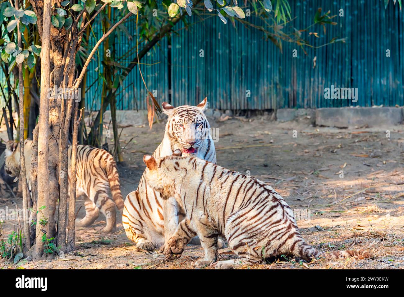 A female white tiger with her cub inside the tiger enclosure at the National Zoological Park Delhi, also known as the Delhi Zoo. Stock Photo