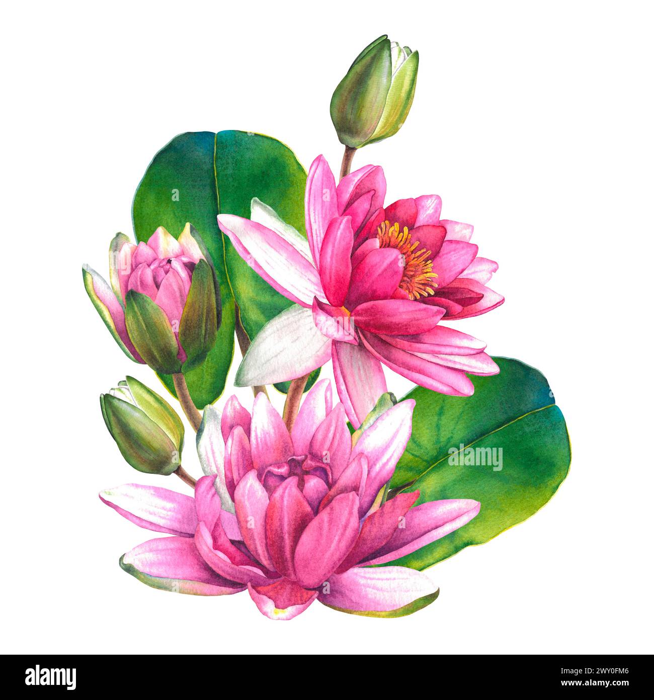 Watercolor flowers painting, floral bouquet illustration with pink water lilies, buds, green leaves isolated on background. Exotic water lily for Spa Stock Photo