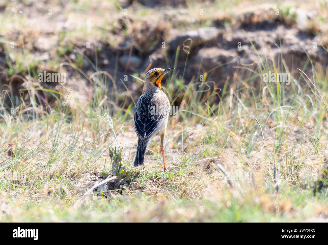 An orange-throated longclaw, Macronyx capensis, perched on the ground in green grass. Stock Photo