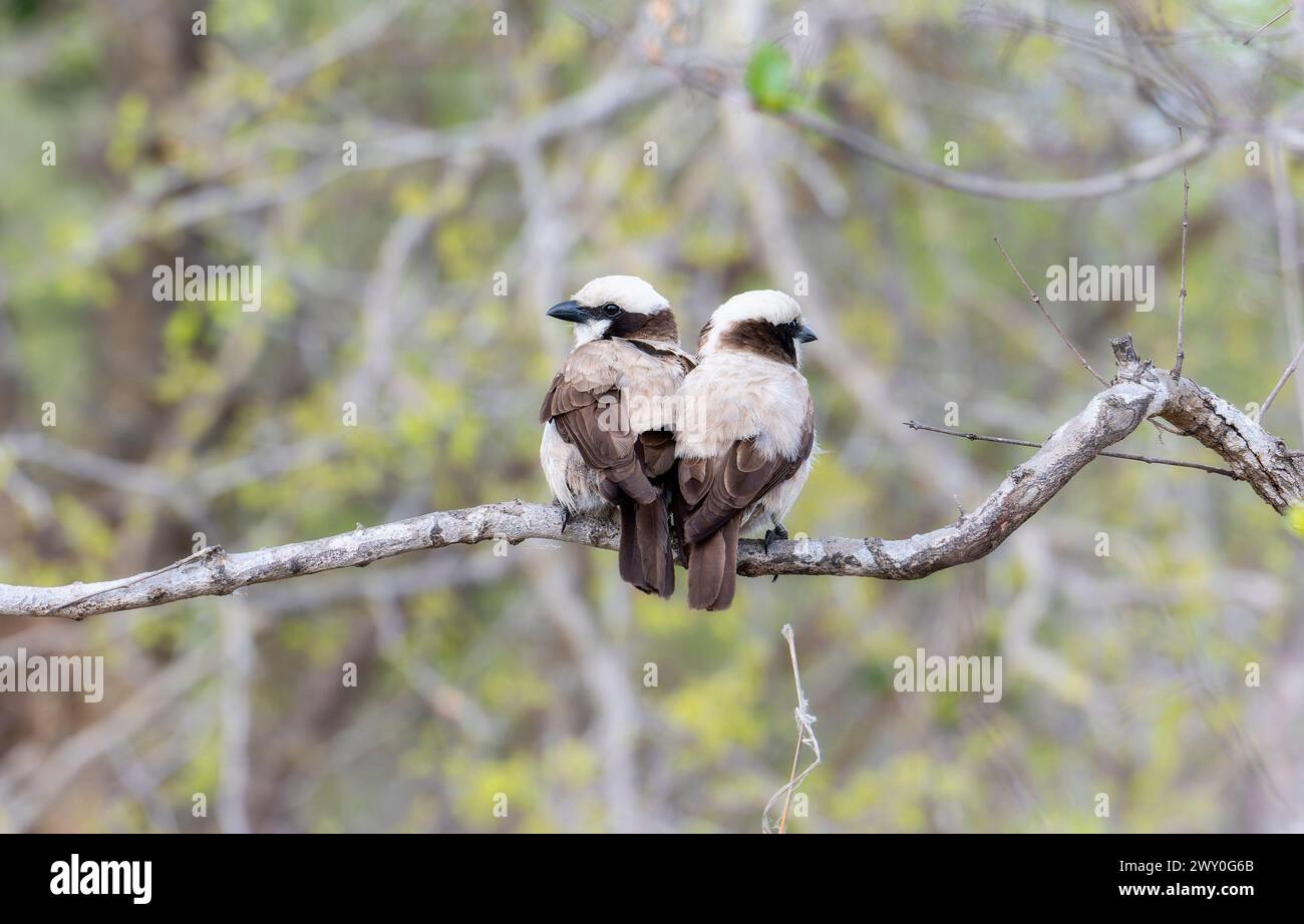 Two Southern White crowned Shrikes, Eurocephalus anguitimens, perched on a tree branch in a lush forest in South Africa. The birds are calmly observin Stock Photo