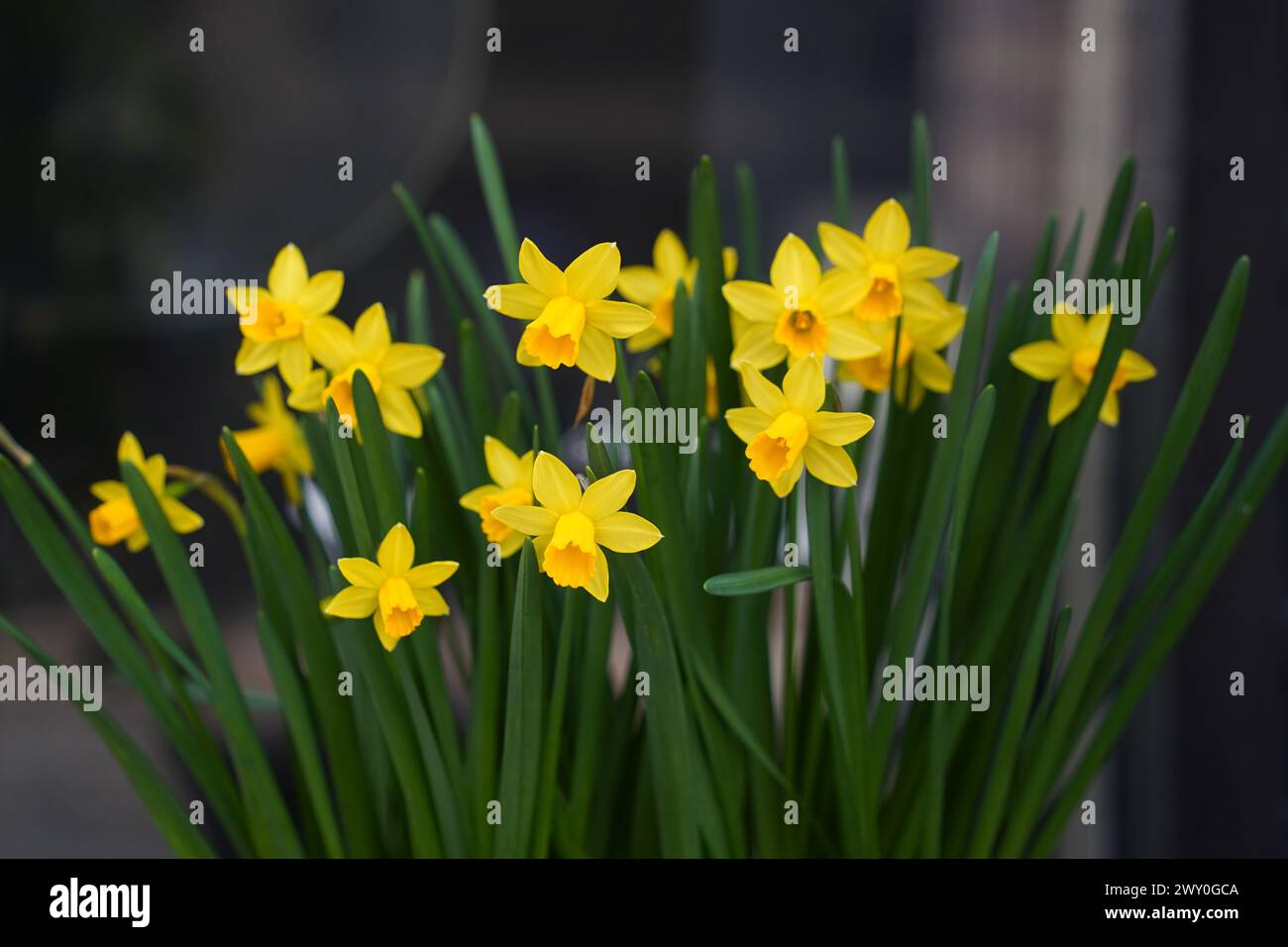 Yellow daffodils in a pot on a dark background Stock Photo