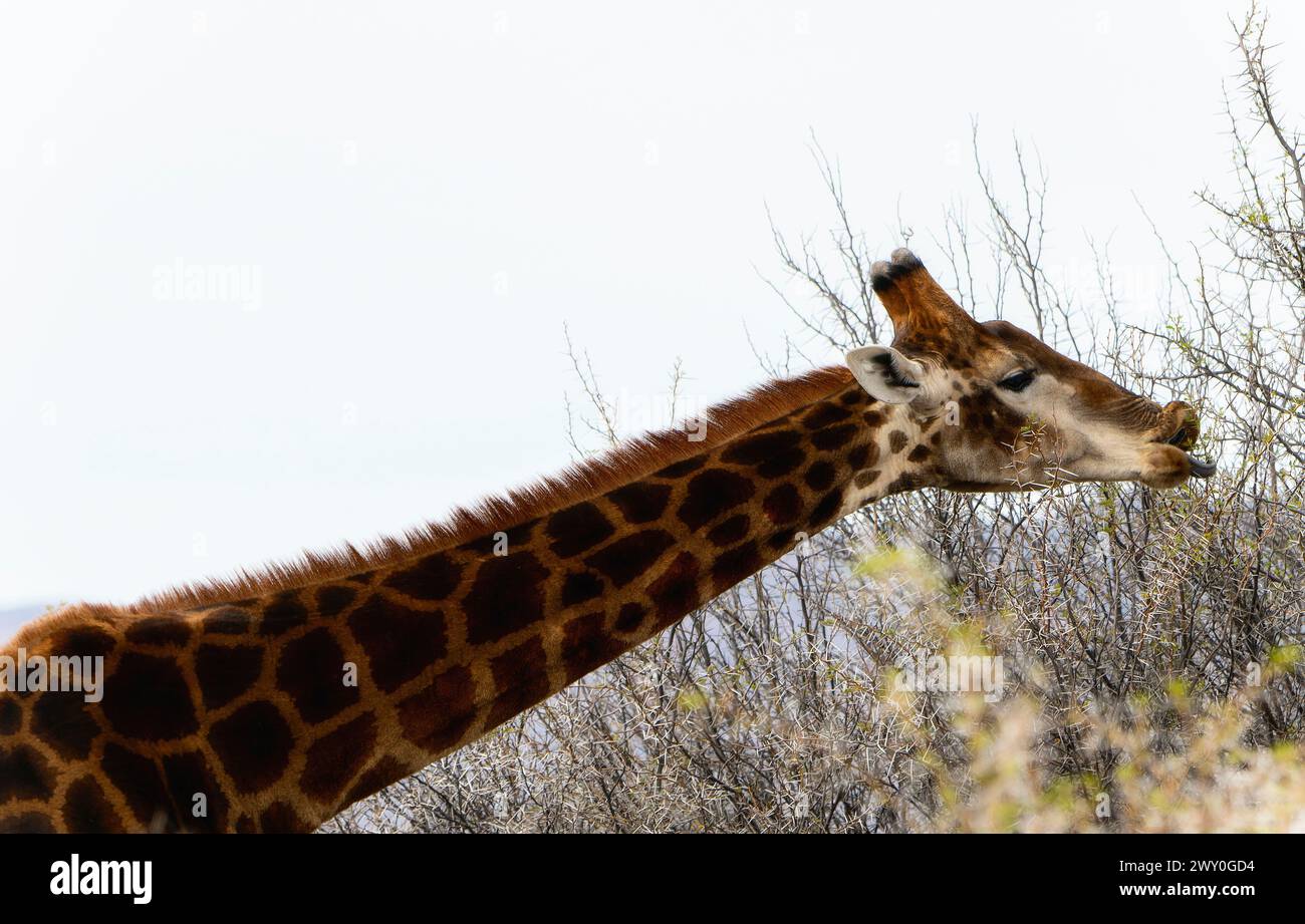 A southern African giraffe stands tall next to a dense forest of trees in South Africa. The giraffes long neck reaches for leaves while the trees form Stock Photo