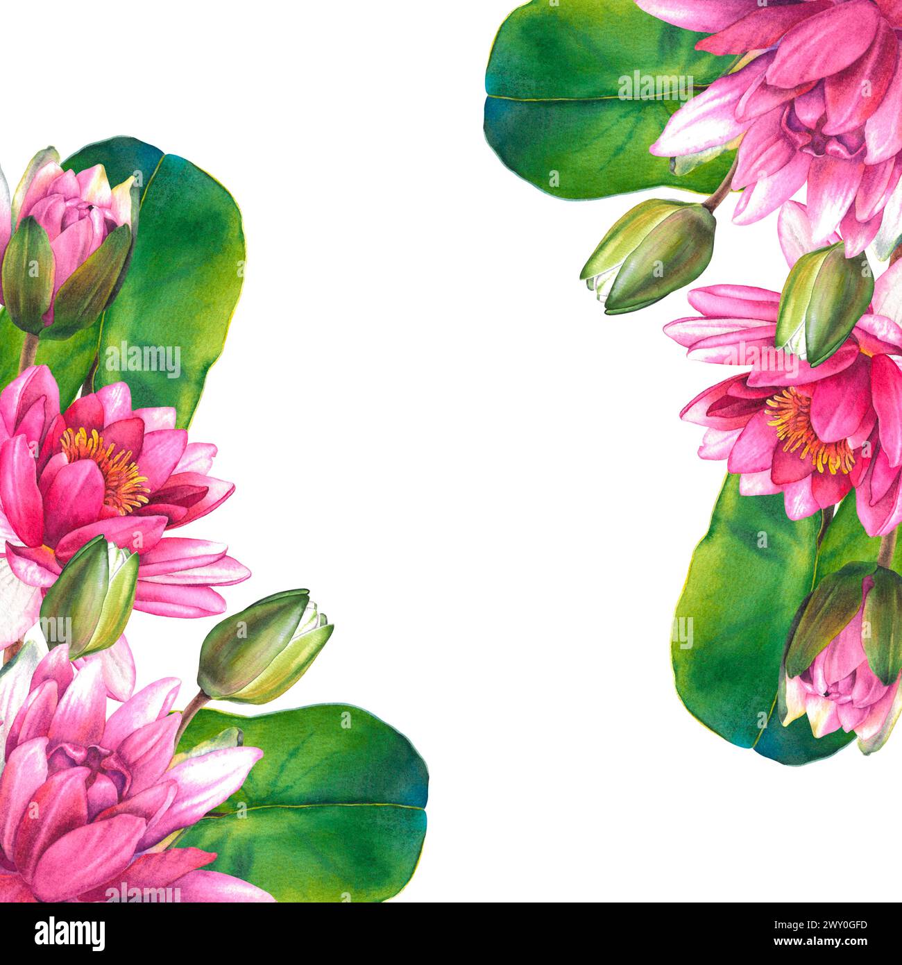 Pink flowers and green leaves of water lily. Hand drawn watercolor ...