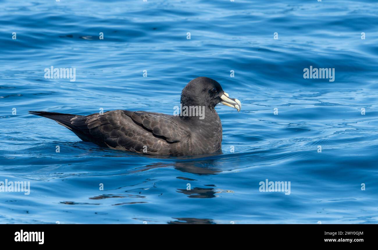 A White-chinned Petrel Procellaria aequinoctialis, is seen floating effortlessly on top of a body of water. In South Africa. Stock Photo