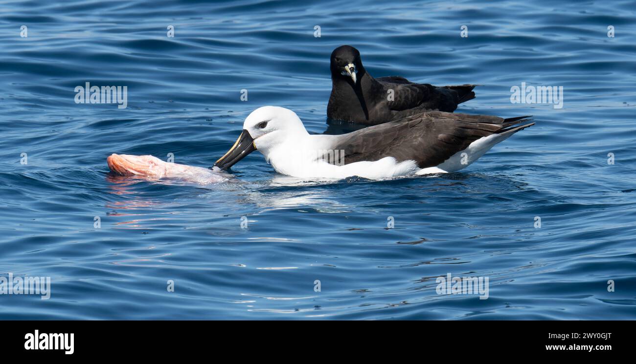 A Yellow-nosed Albatross, Thalassarche chlororhynchos, with kingklip fish, Genypterus capensis, and a white-chinned petrel, Procellaria aequinoctialis Stock Photo