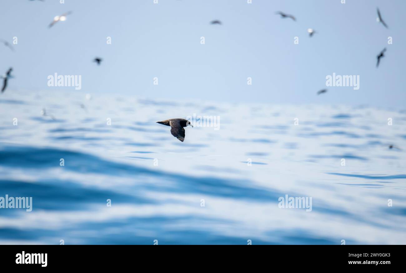 A White Chinned Petrel, Procellaria aequinoctialis, flying gracefully over the ocean in South Africa. Stock Photo
