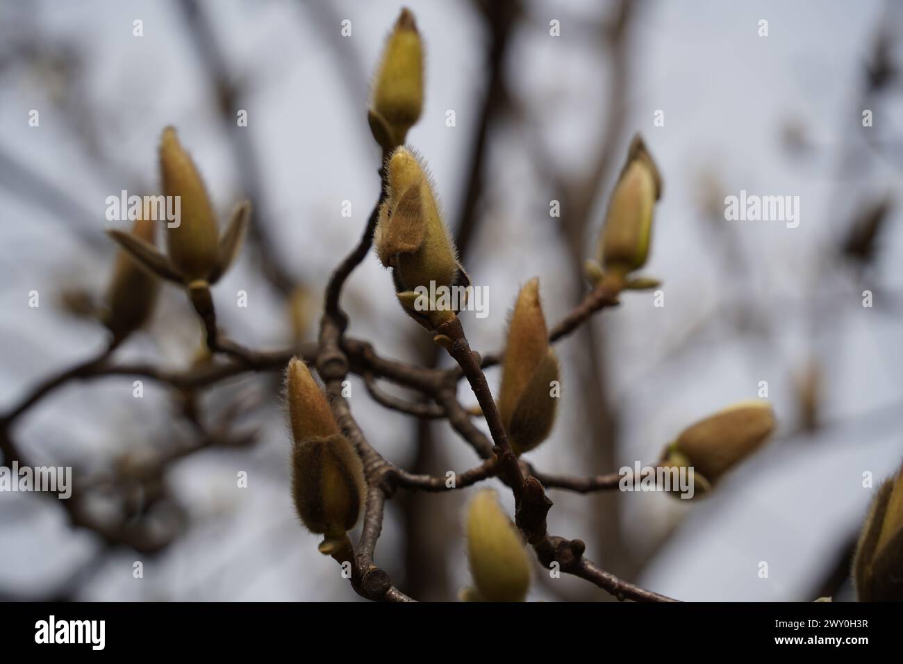 Magnolia tree branch with young buds in spring. Close up. Stock Photo