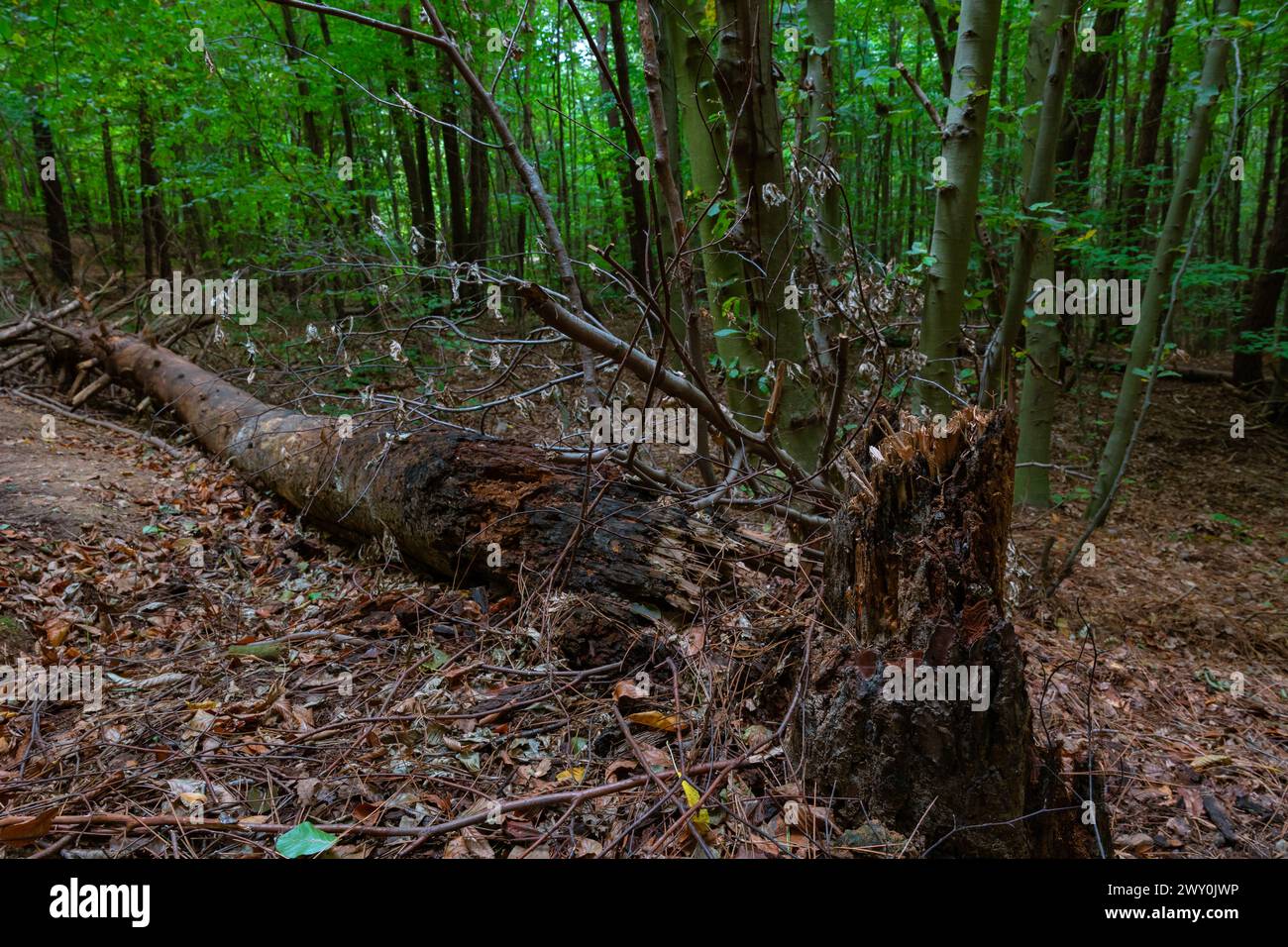 Cracked and fallen dead tree in the forest. Biodiversity concept photo ...