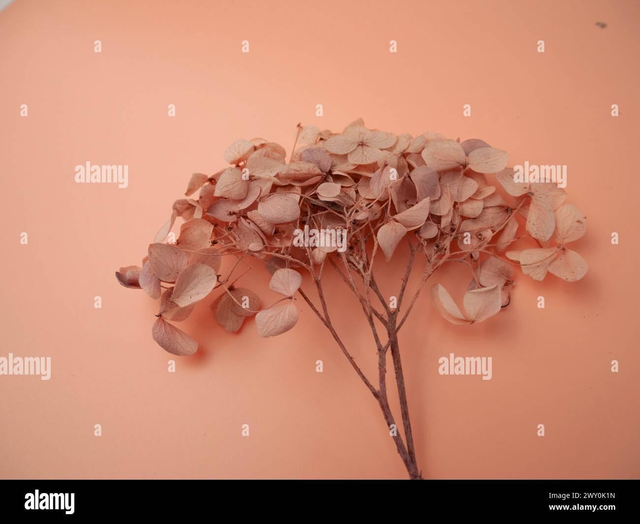 Small white dried flower on pink backdrop with delicate stemsg Stock Photo