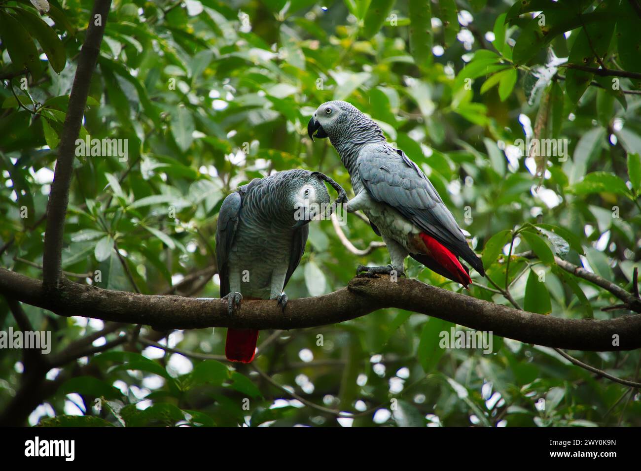 Two African Grey Parrots, also known as Congo Grey Parrot, perched on branch, scratching each other. Stock Photo