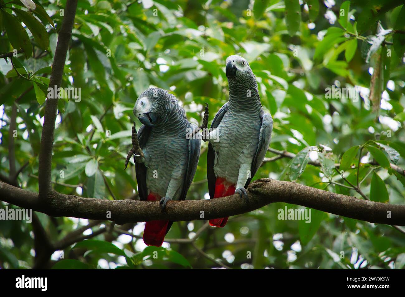 Two African Grey Parrots, also known as Congo Grey Parrot, perched on branch, scratching each other. Stock Photo
