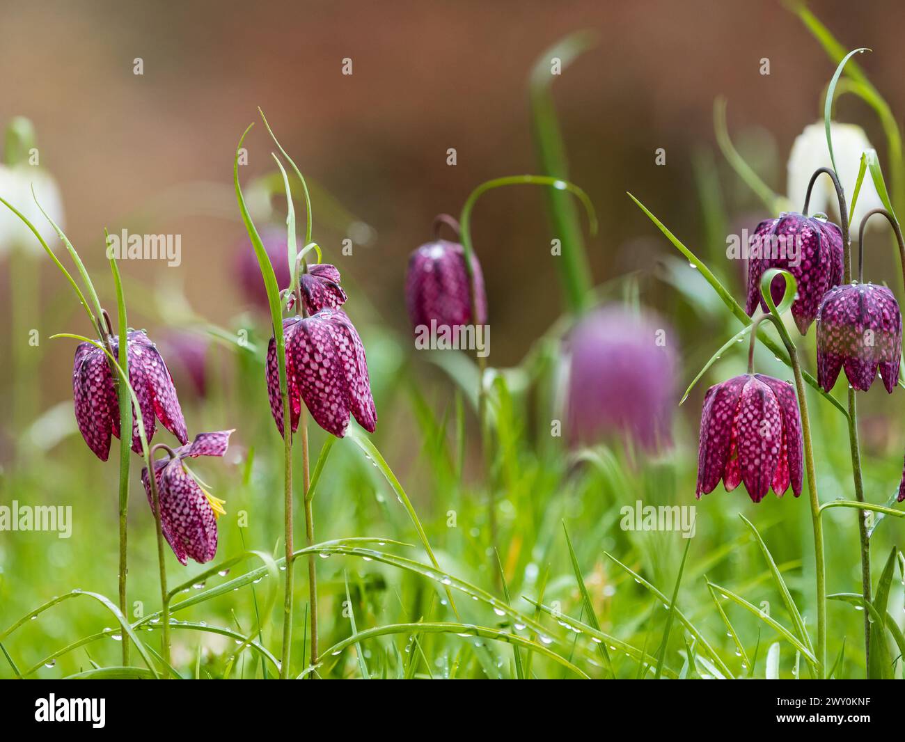 Chequered dark and pale pink flowers of the hardy, spring flowering snake's head fritillary bulb, Fritillaria meleagris Stock Photo