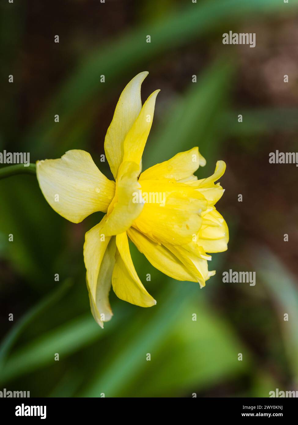Pale and darker yellow double flower of the early spring blooming heritage daffodil, Narcissus 'Sulphur Pheonix' (N. 'Codlins and Cream') Stock Photo