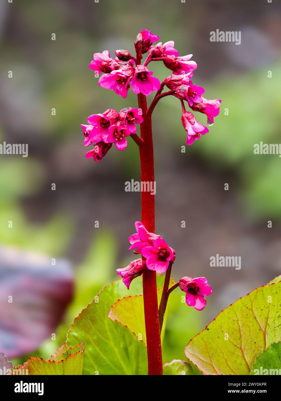 Early spring pink flowers in the spike of the large leaved hardy evergreen perennial, Bergenia 'Bressingham Ruby' Stock Photo
