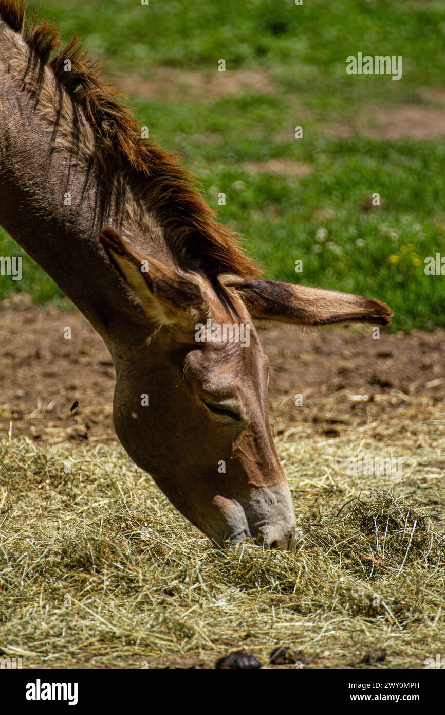 brown mule Stock Photo