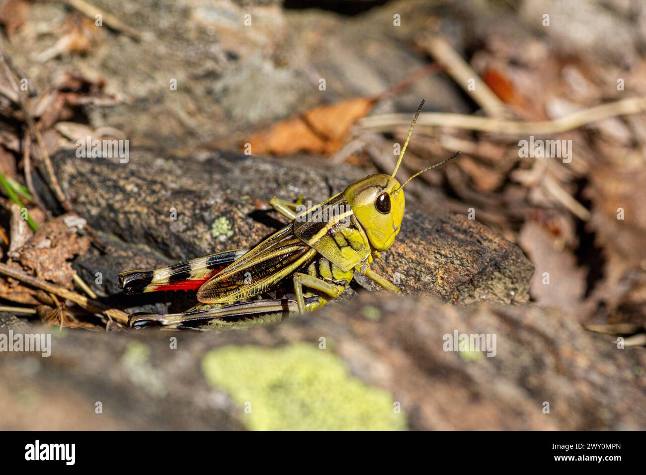 Arcyptera fusca Stock Photo Alamy