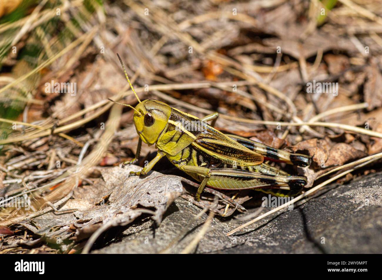 Arcyptera fusca Stock Photo Alamy