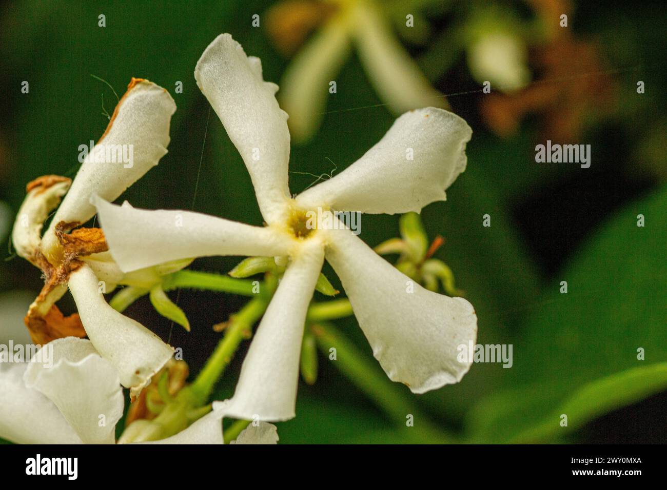 Trachelospermum jasminoides flower Stock Photo