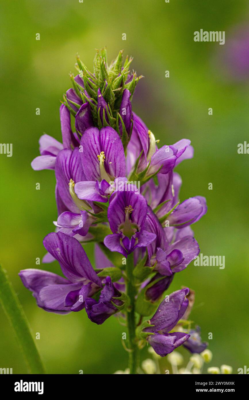 Medicago sativa flower Stock Photo - Alamy