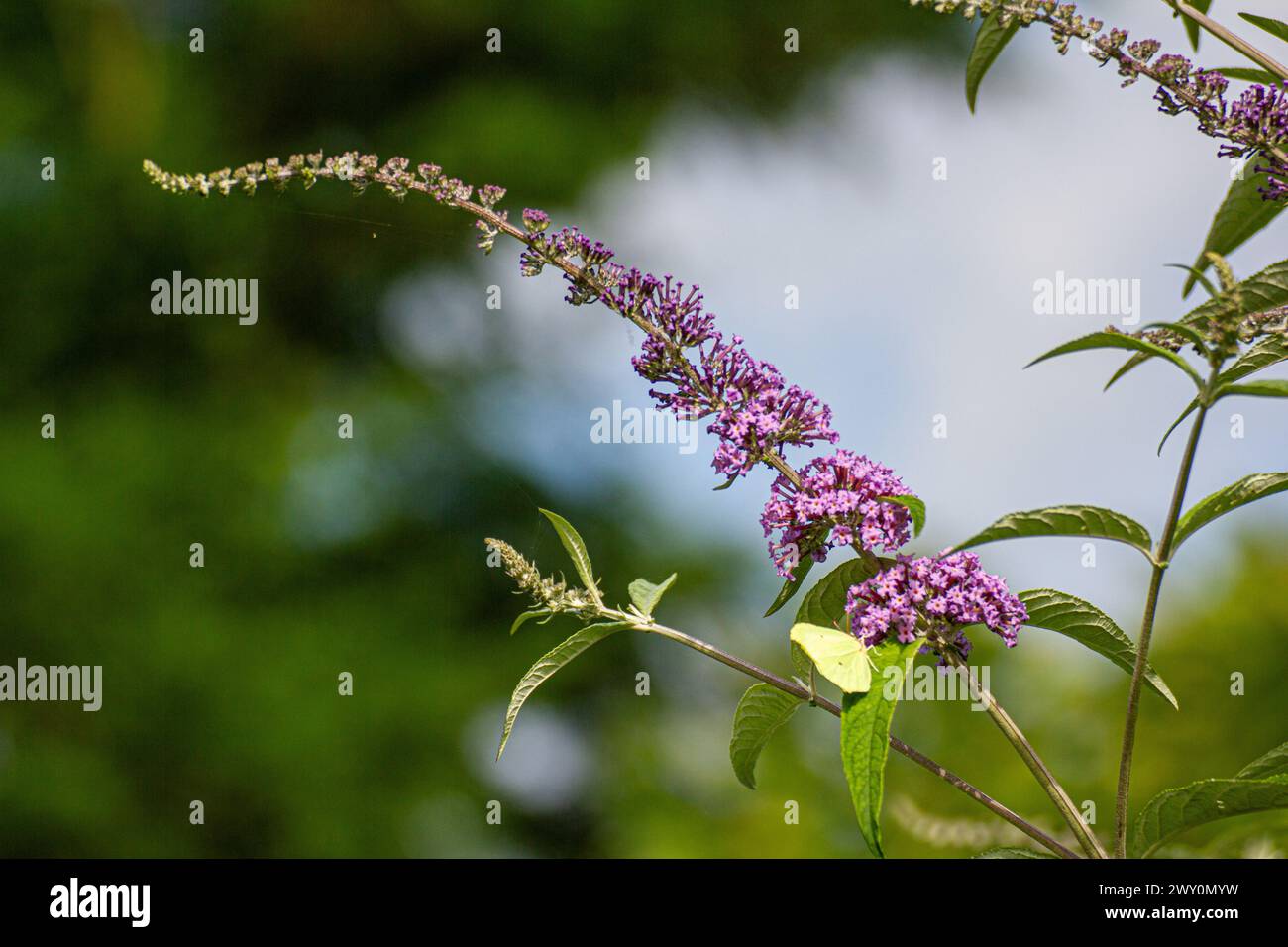 pink Buddleja ‘Lochinch’ flower Stock Photo