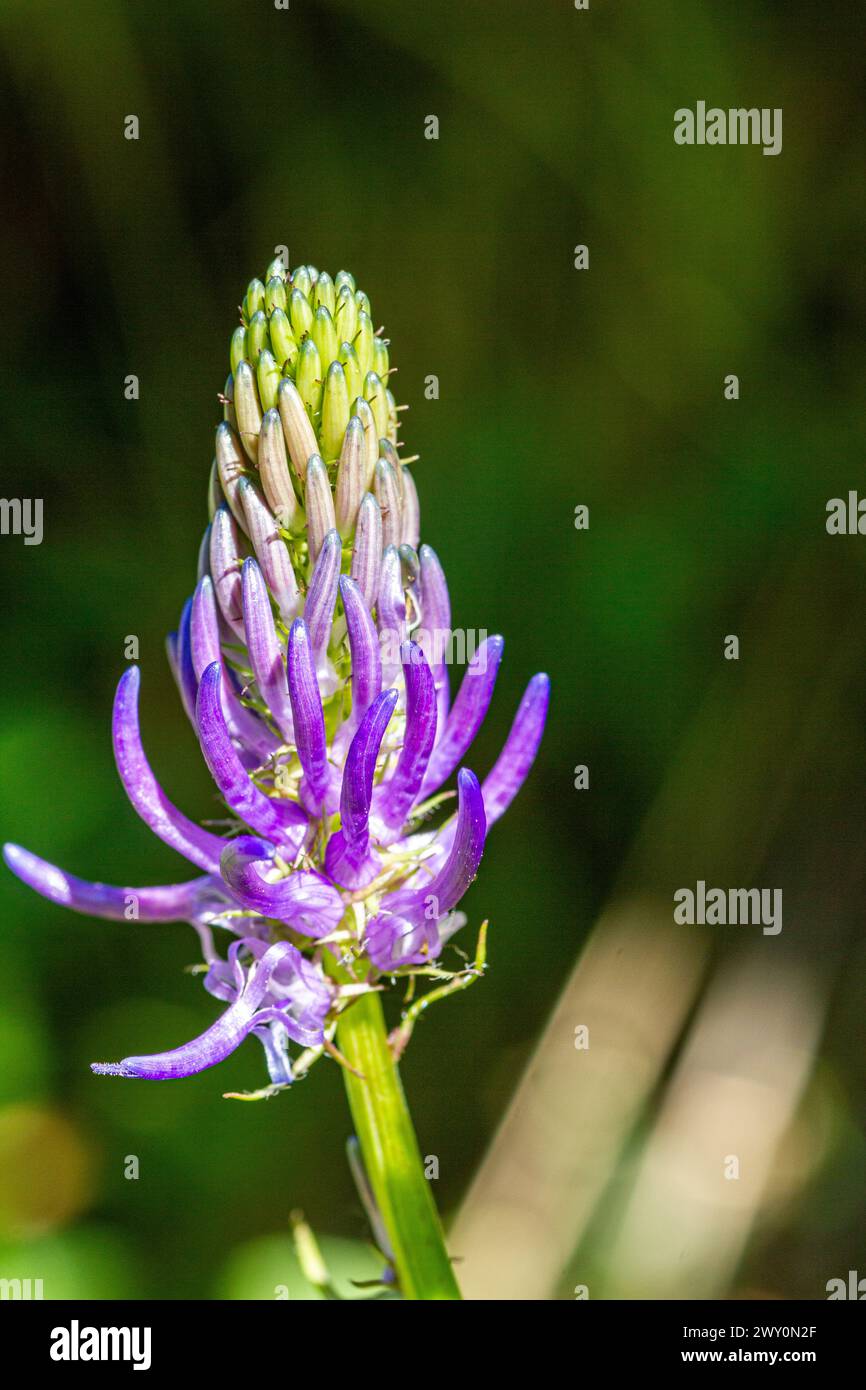 Phyteuma persicifolium flower Stock Photo
