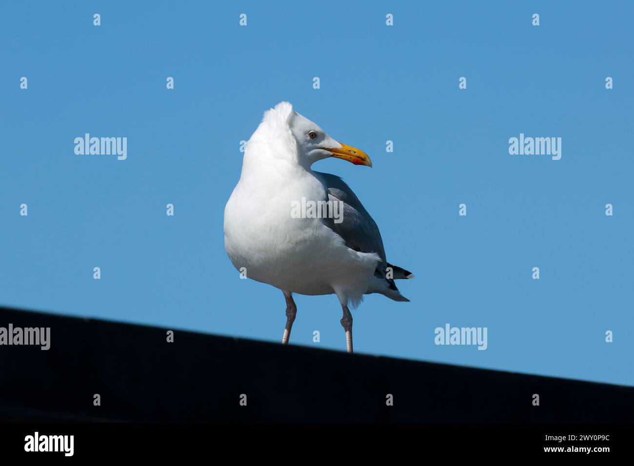 herring gull larus argentatus, grey upperparts and wings black wing tips white head and underparts yellow bill with red spot at tip pink legs pale eye Stock Photo