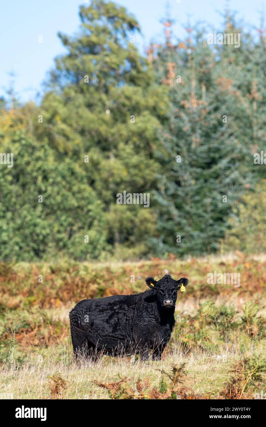 Galloway cattle grazing on marginal land on an autumn afternoon