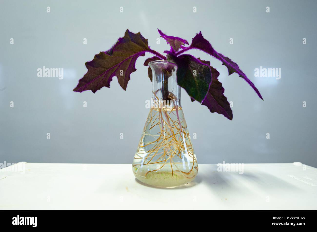 A cutting of a purple leaved Gynura plant in a bottle of water has taken root. Stock Photo