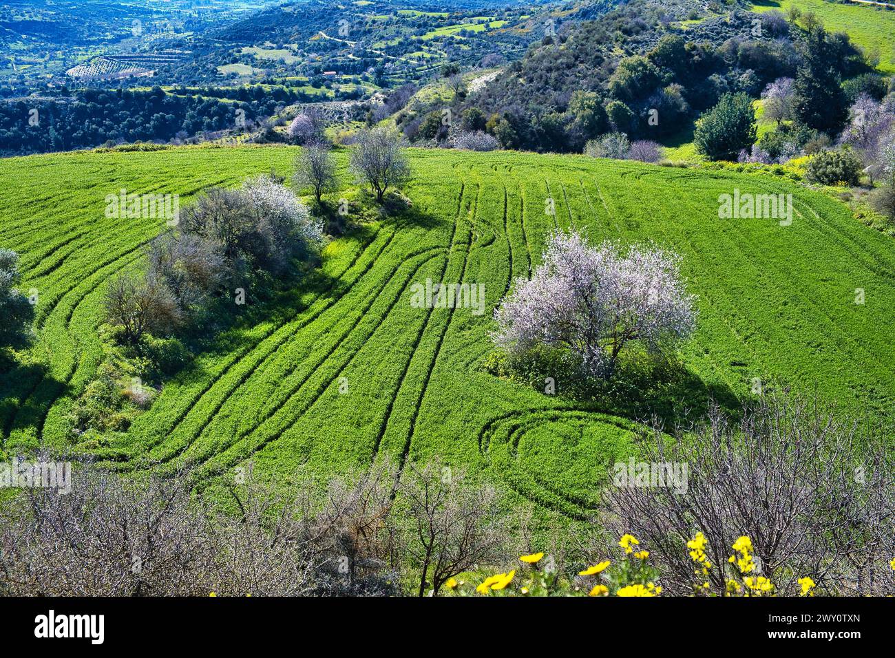 Tracks of tractor tires in a green meadow with blossoming almond trees, in the hills of western Cyprus Stock Photo