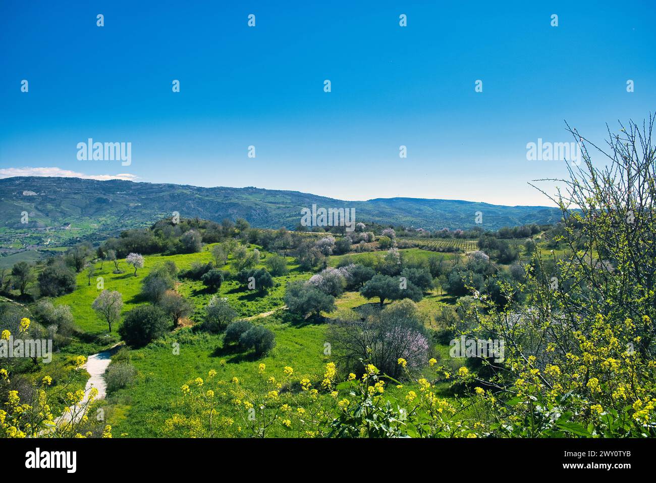 Green landscape with spring flowers and blossoming almond trees along the Arnies Nature Trail at the town of Agios Dimitrianos, Paphos, Cyprus Stock Photo