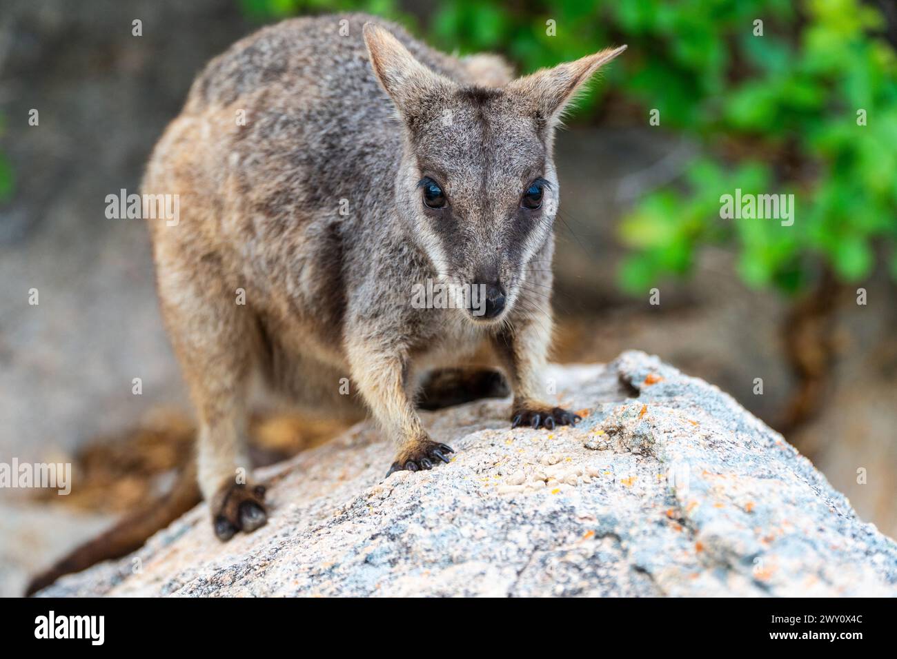 Rock wallaby on Magnetic Island, Australia Stock Photo